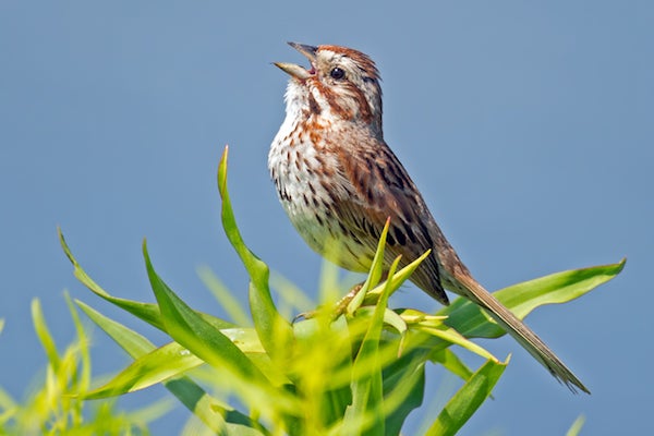 The Not So Simple Secret World Of Song Sparrows Scientific American Blog Network