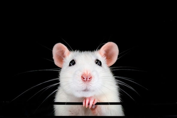 Let's Stop the Near-Drowning of Lab Animals - Scientific American Blog  Network