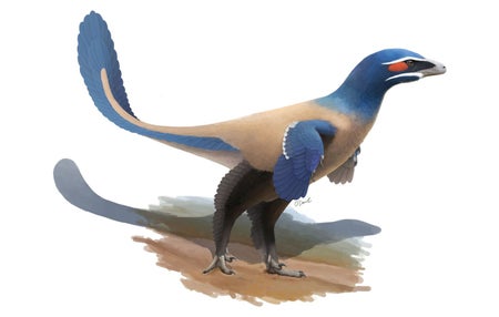 Albertavenator