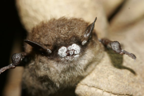 Bat-Killing Fungus Spreads from Coast to Coast