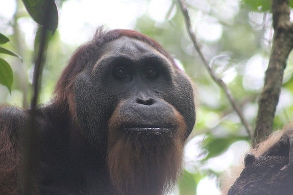 The Orangutans of Sikundur, Part 2: The Males
