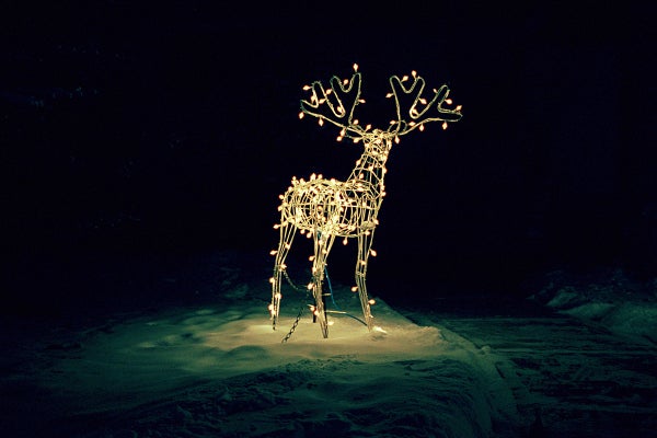 A reindeer in lights on a dark night