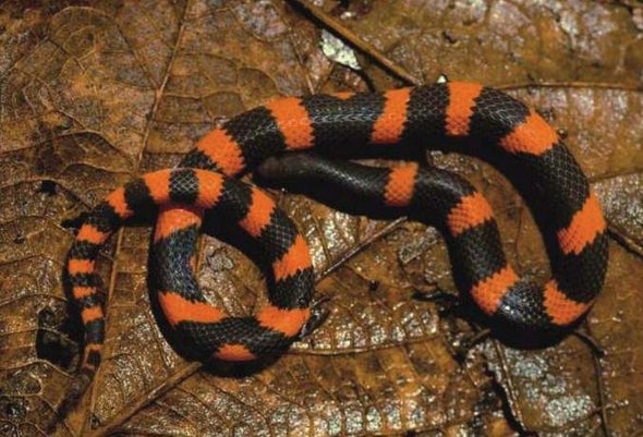 Rare Burrowing Snake Discovered in Mountains of Mexico