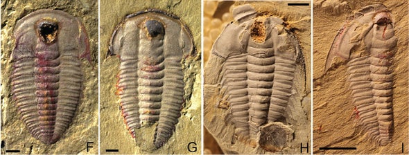 Trilobites Had Guts - Scientific American Blog Network