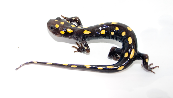 Algae Living inside Salamanders Aren't Happy about the Situation