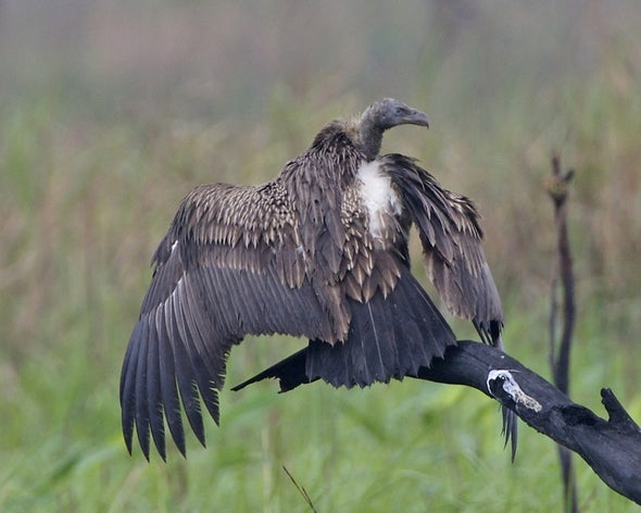 Asian Vultures Get Good News Ahead of International Vulture Day