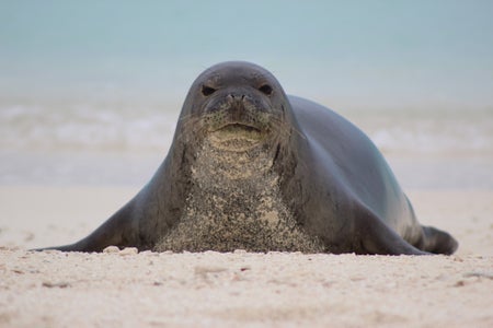 hawaiian monk seal