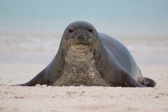How Social Networks Could Save Hawaiian Monk Seals
