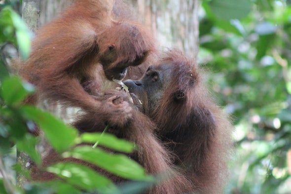The Orangutans of Sikundur, Part 1: The Females and Their Infants