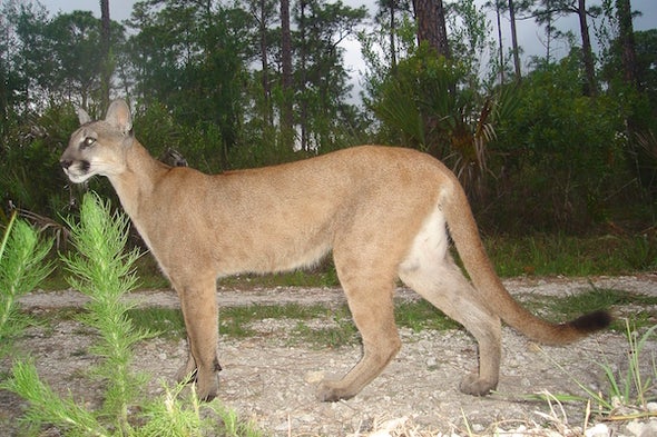 For Florida Panthers, Extinction Comes on 4 Wheels