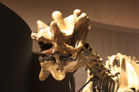 Uintatherium