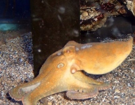 Mating Octopuses Prefer Crab Legs - Scientific American Blog Network
