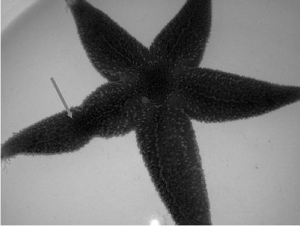 Starfish Show Tracking Tags Who's Boss [Video]