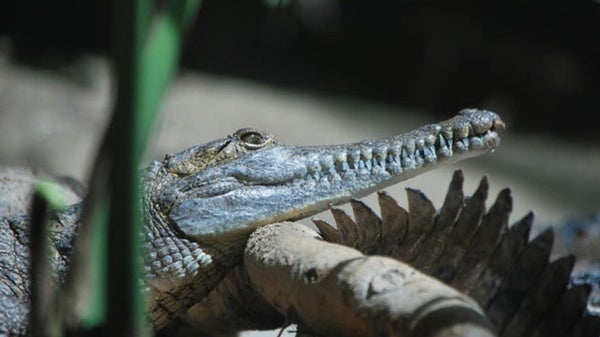 Doing The Crocodile Trot Scientific American Blog Network