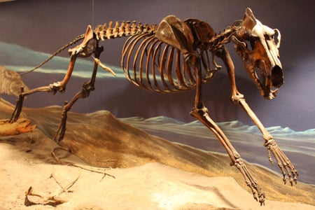 Dire wolf