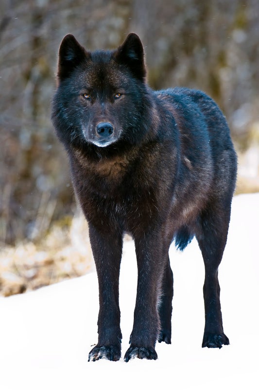 Key Population of Alaska's Alexander Archipelago Wolves Nearly Wiped Out in 1 Year