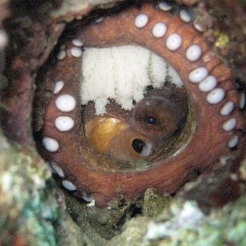 How To Grow a Patagonian Red Octopus - Scientific American Blog Network