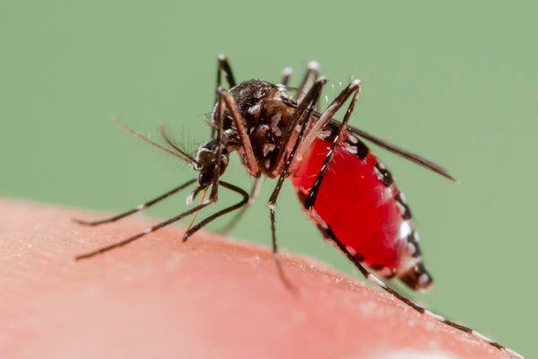 mosquito diseases