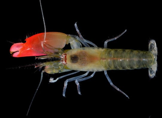 hopeful monsters and the snapping shrimp