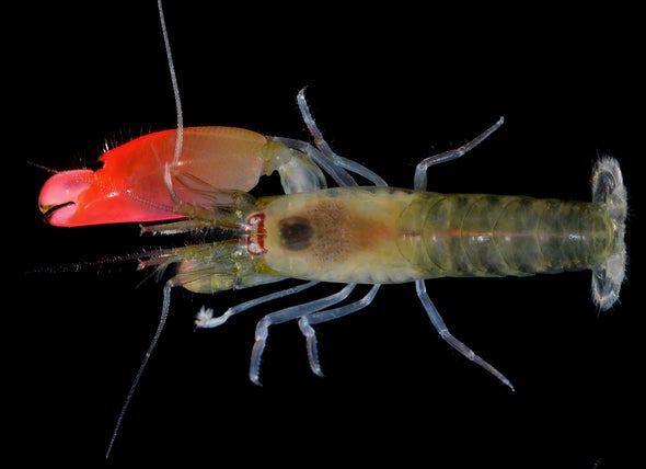 Hopeful Monsters and the Snapping Shrimp