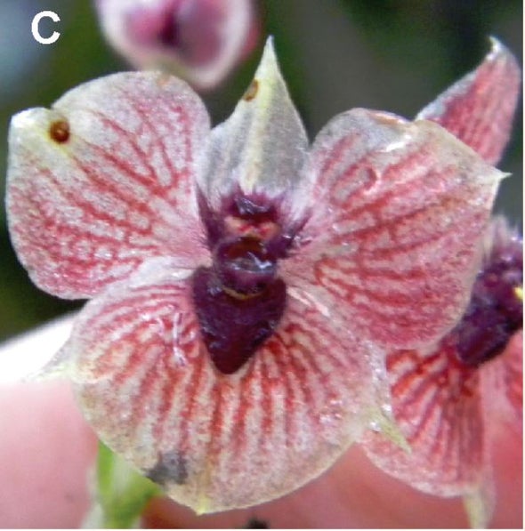 Newly Discovered "Devil Orchid" is Critically Endangered