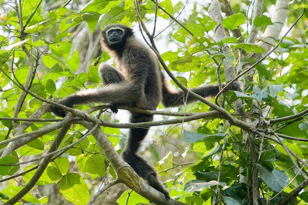 Assam's Endangered Apes - Scientific American Blog Network