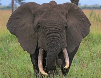 Poachers versus Poop