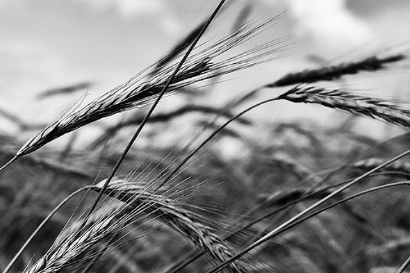 Cash Crops: How the Islamic State Profits from Agriculture