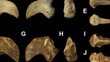 Bizarre Fossil Mammal Was an Ice Age Tree Hugger