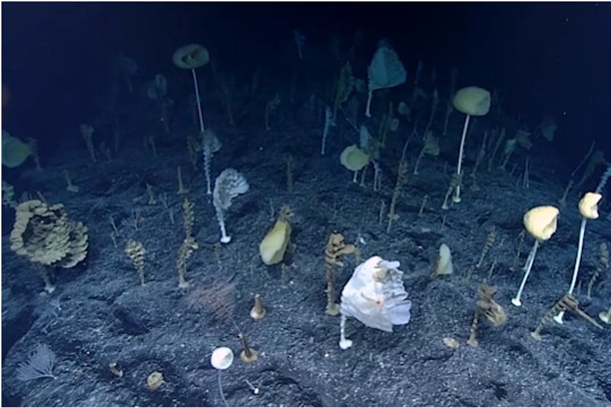 Deep Surprising Deep-Sea Surprise: The Forest of the Weird | Scientific American
