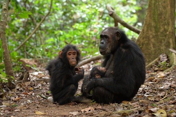 Chimpanzees Deserve Mother's Day Too - Scientific American Blog Network