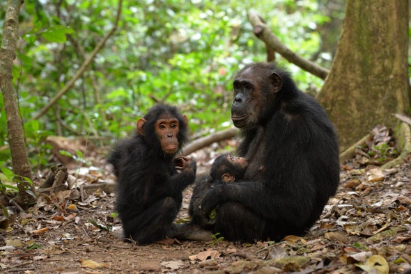 Chimpanzees Deserve Mother's Day Too