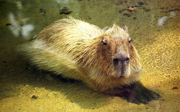 Measure Yourself by the Standard of the Capybara - Scientific