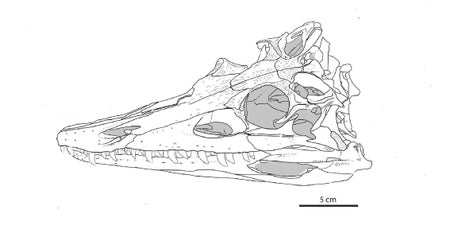 Diadongosuchus