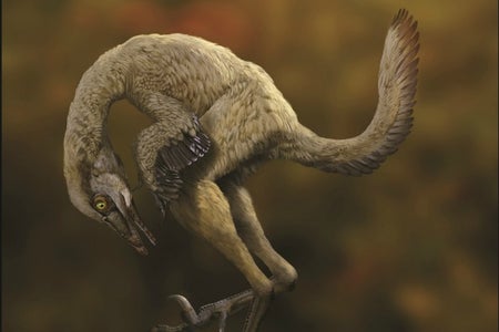 Troodontid