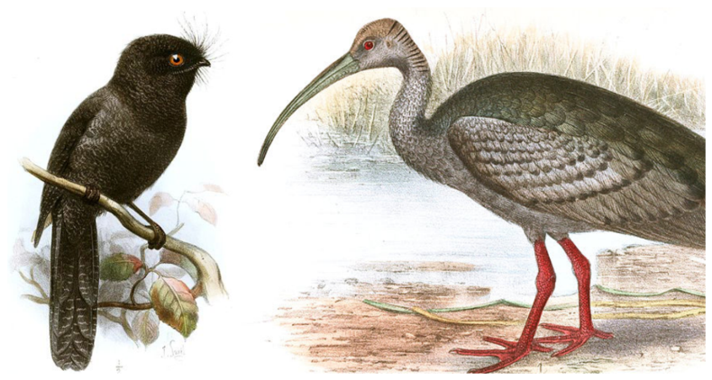 Meet the Ten Most Endangered and Distinctive Birds in the World -  Scientific American Blog Network