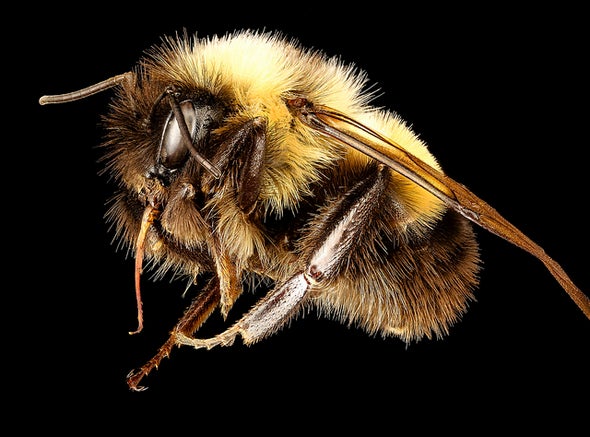 How to Protect Our Disappearing Bumble Bees