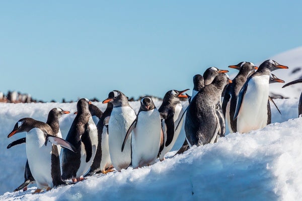 How To Say Gentoo Penguin