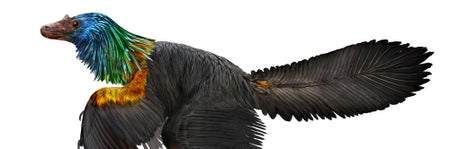 Caihong