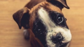 Téléchargement gratuit Images Dog Spies Scientific American Blog Network le plus cool par