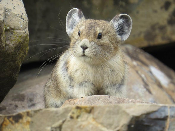 Climate-Threatened American Pika Denied Protection--Again