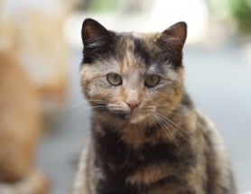 chimera genetics chimera genetics