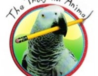 Where Did The Thoughtful Animal Go?