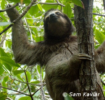 R sloths endangered facts