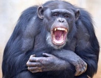 Studying Contagious Yawning Might Help Us Build Better Societies