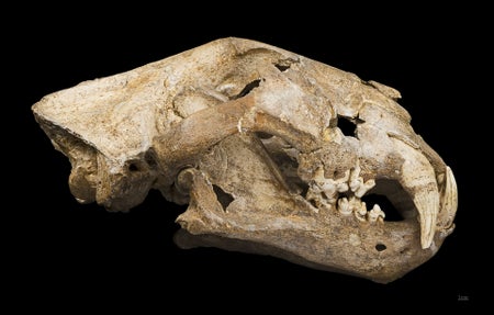 Cave lion