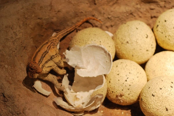 dinosaur egg cracking