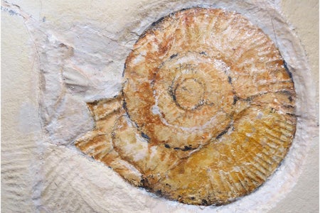 Subplanites