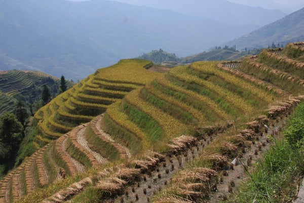 Green terraced fields for growing rice