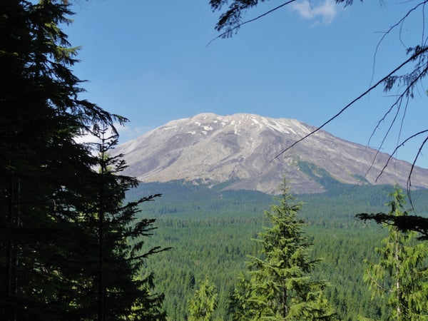 The south side of Mount St. Helens is visible across a sea of trees. The volcano is covered with snow and ash. The back side wasn't blown out in the eruption, so it looks gently rounded and like a normal volcanic cone.